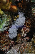 Pachyclavularia sp Clavulaire octocoralliare-Safaga Panomara Reef N-23m-20171123-Denis-ADER-DSC_3641_tn